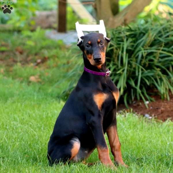 Cheyenne, Doberman Pinscher Puppy