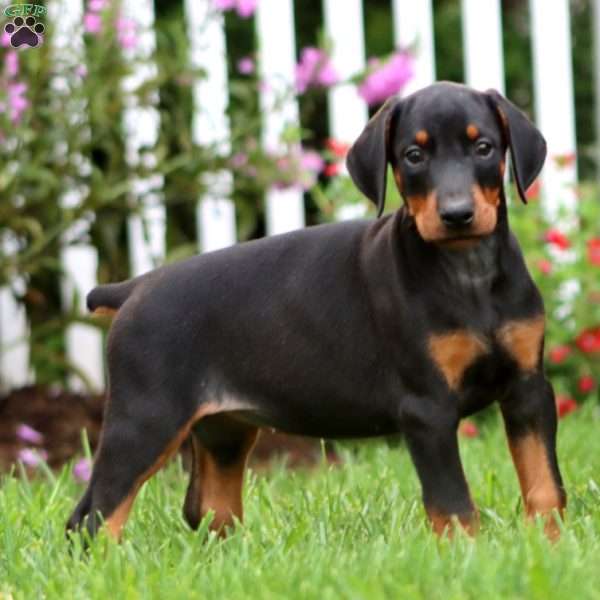 Cheyenne, Doberman Pinscher Puppy