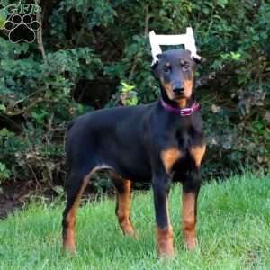 Cheyenne, Doberman Pinscher Puppy