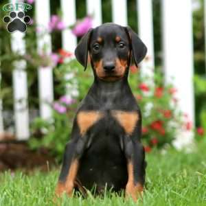 Cheyenne, Doberman Pinscher Puppy