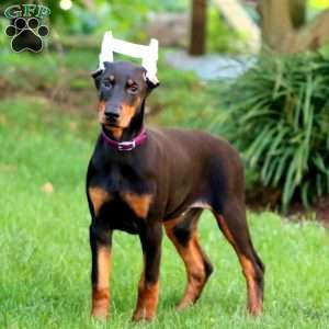 Cheyenne, Doberman Pinscher Puppy