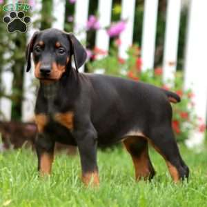 Cheyenne, Doberman Pinscher Puppy