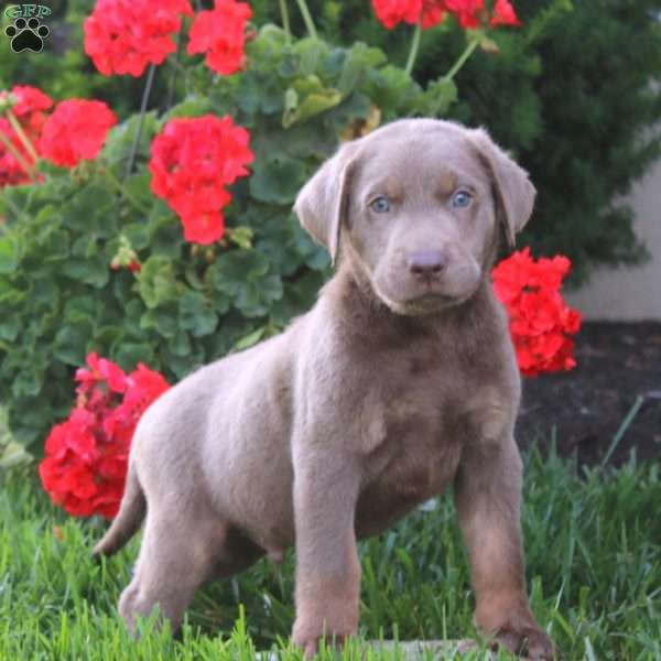 Chico, Silver Labrador Retriever Puppy