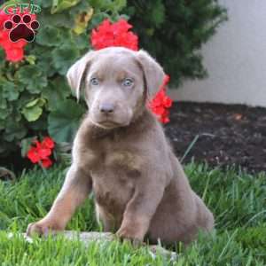 Chico, Silver Labrador Retriever Puppy