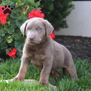 Chico, Silver Labrador Retriever Puppy