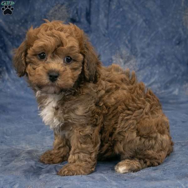 Chief, Havapoo Puppy