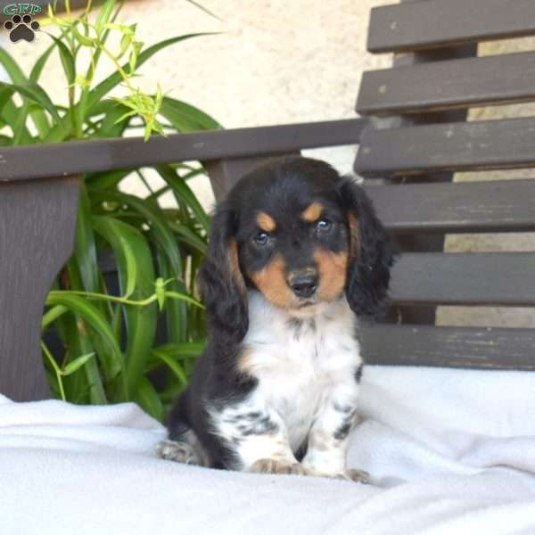 Chip, Dachshund Puppy