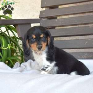 Chip, Dachshund Puppy