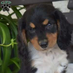 Chip, Dachshund Puppy
