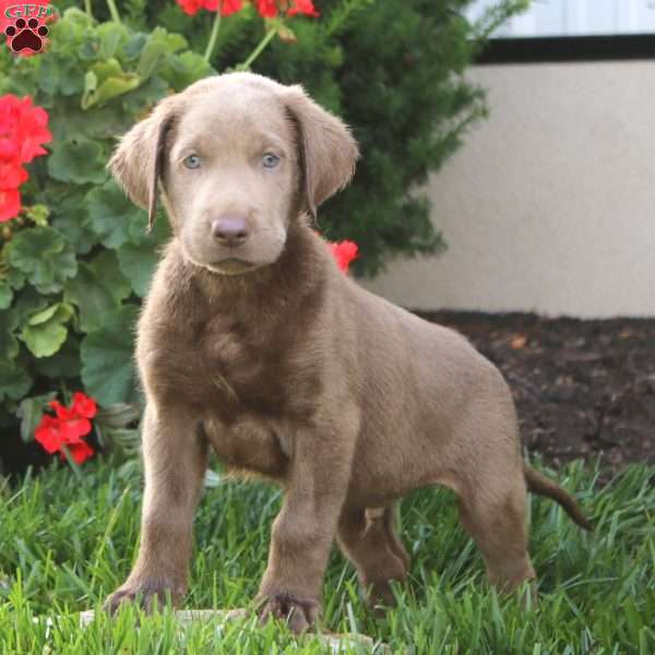 Chip, Silver Labrador Retriever Puppy