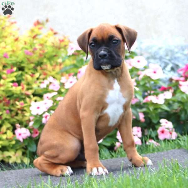 Chip, Boxer Puppy