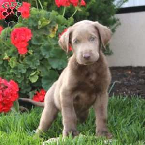 Chip, Silver Labrador Retriever Puppy