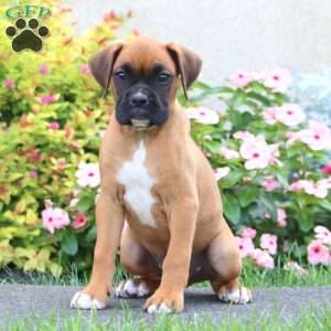 Chip, Boxer Puppy