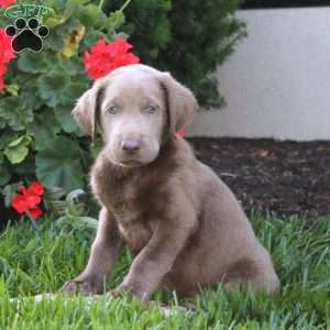 Chip, Silver Labrador Retriever Puppy