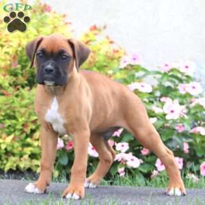 Chip, Boxer Puppy