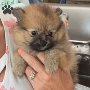 Chipmunk, Pomeranian Puppy
