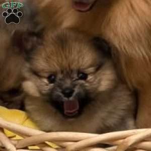 Chipmunk, Pomeranian Puppy