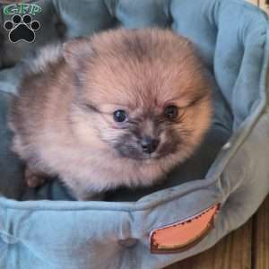 Chipmunk, Pomeranian Puppy