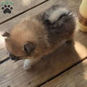 Chipmunk, Pomeranian Puppy