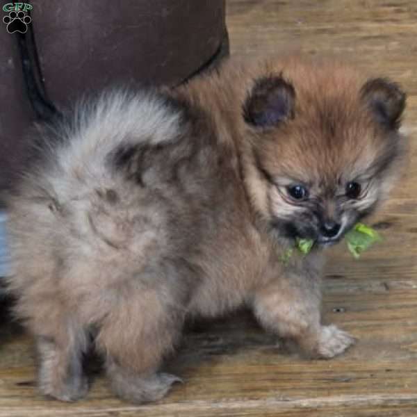 Chipmunk, Pomeranian Puppy
