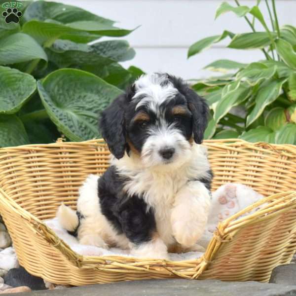 Chipper, Mini Bernedoodle Puppy