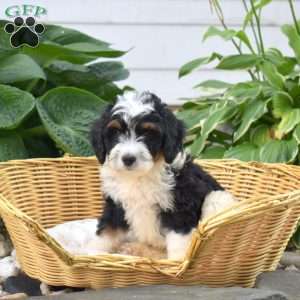 Chipper, Mini Bernedoodle Puppy