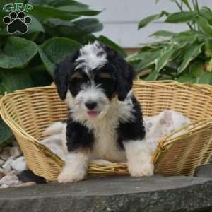Chipper, Mini Bernedoodle Puppy