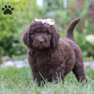 Chloe, Newfypoo Puppy