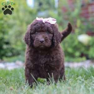 Chloe, Newfypoo Puppy