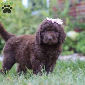 Chloe, Newfypoo Puppy