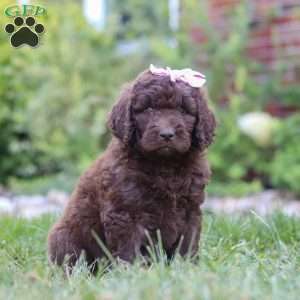 Chloe, Newfypoo Puppy
