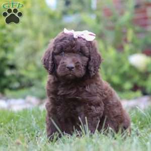 Chloe, Newfypoo Puppy