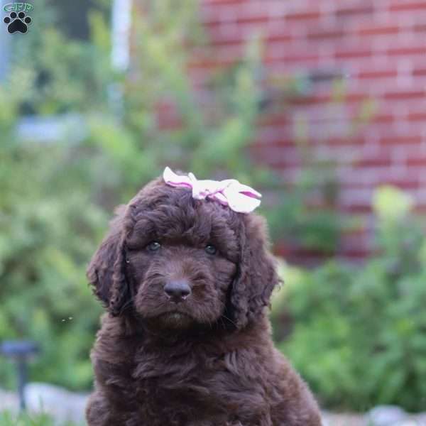Chloe, Newfypoo Puppy