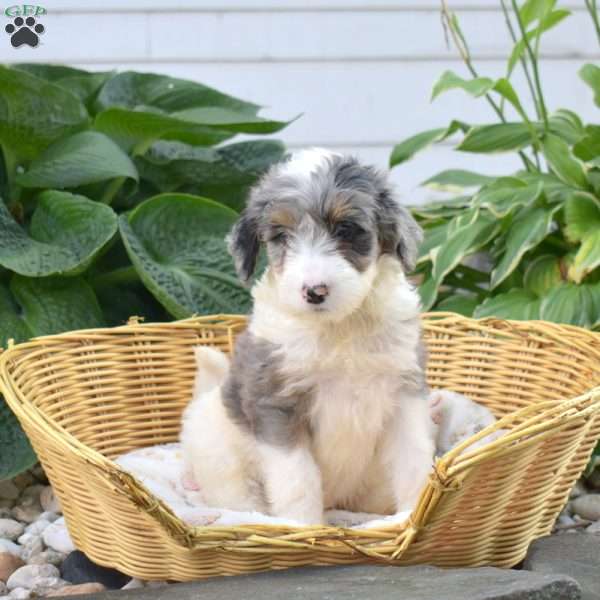 Chloe, Mini Bernedoodle Puppy