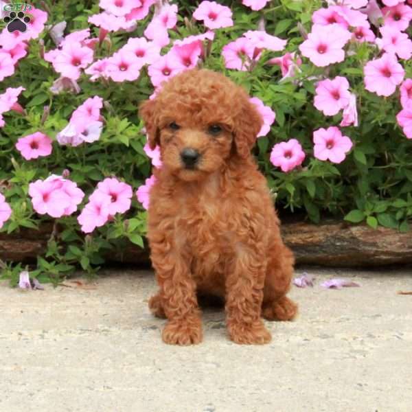 Chloe, Mini Goldendoodle Puppy