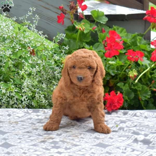 Chloe, Mini Goldendoodle Puppy