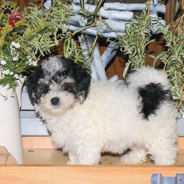 Chloe, Maltipoo Puppy