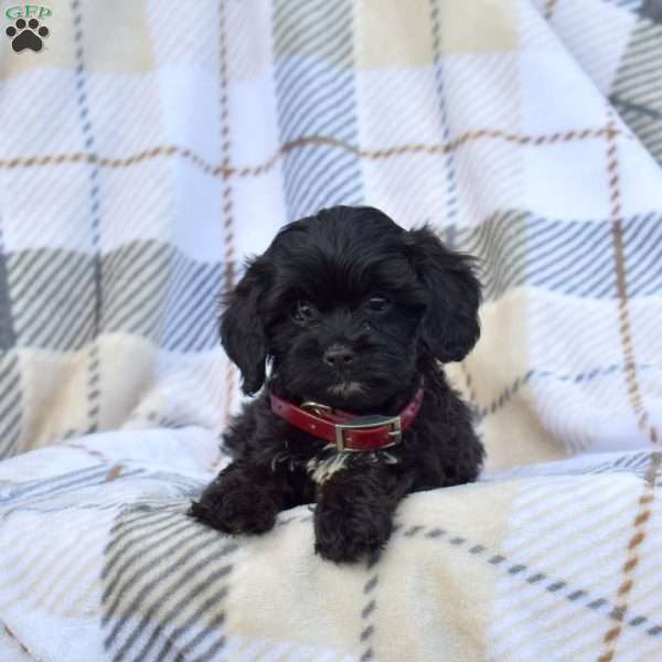 Chloe, Cavapoo Puppy