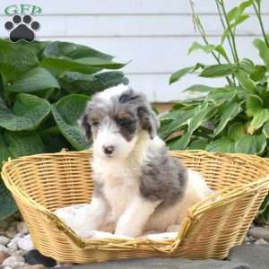 Chloe, Mini Bernedoodle Puppy