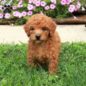 Chloe, Mini Goldendoodle Puppy