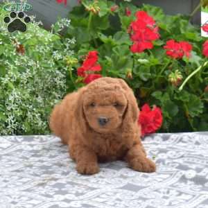 Chloe, Mini Goldendoodle Puppy