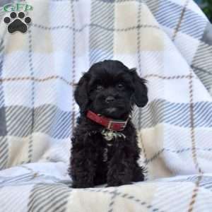 Chloe, Cavapoo Puppy