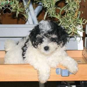 Chloe, Maltipoo Puppy