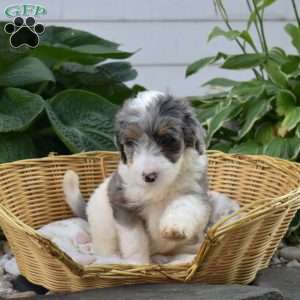 Chloe, Mini Bernedoodle Puppy