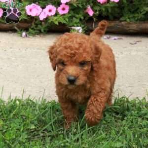 Chloe, Mini Goldendoodle Puppy