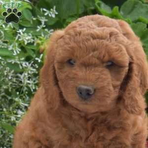 Chloe, Mini Goldendoodle Puppy