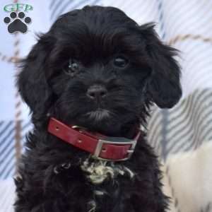 Chloe, Cavapoo Puppy