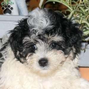 Chloe, Maltipoo Puppy