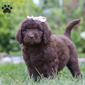 Chloe, Newfypoo Puppy