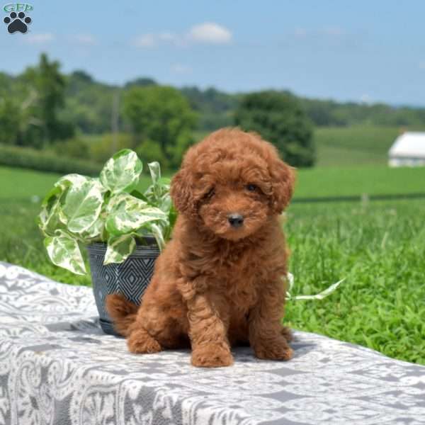 Chocolate, Miniature Poodle Puppy